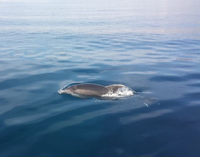 Sorprendidos por un delfin.jpg